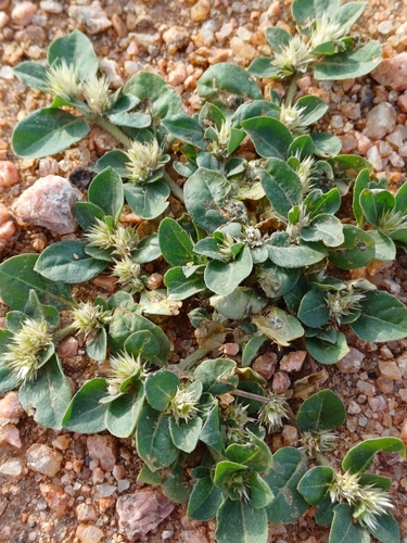 Alternanthera pungens