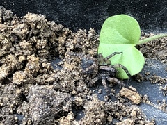 Araneae