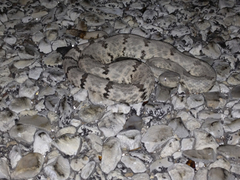 Crotalus lepidus