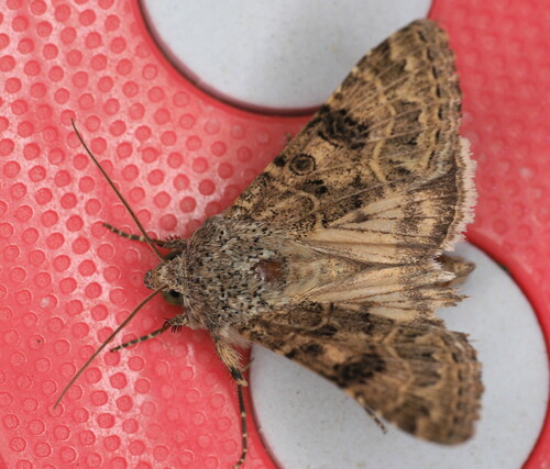 Schinia cupes photo 3