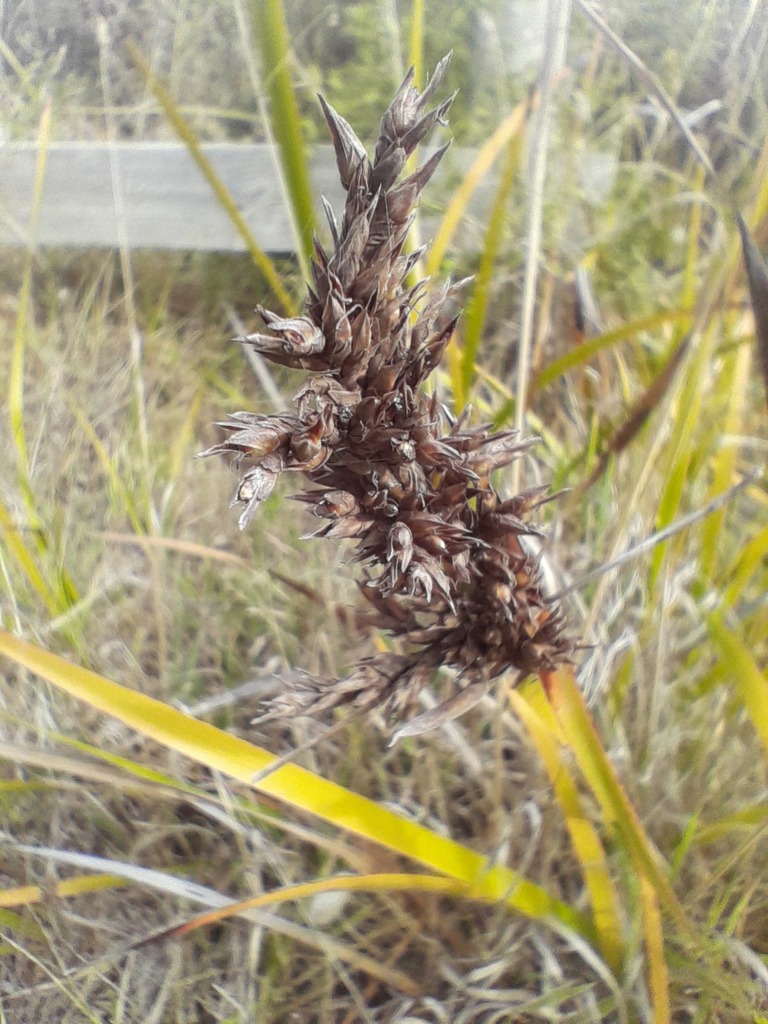 Coast Sword-sedge from Cape Bridgewater VIC 3305, Australia on April 14 ...