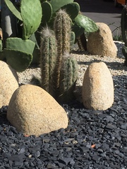 Cactaceae