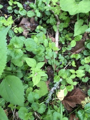Valeriana pauciflora