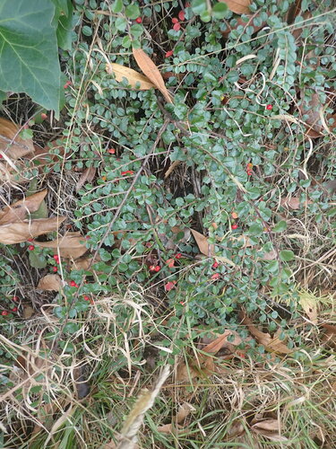 Cotoneaster hjelmqvistii