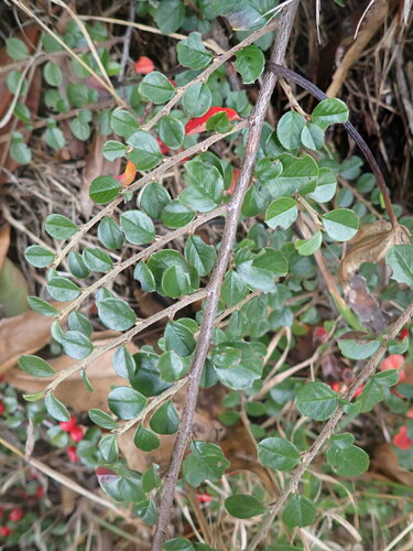 Cotoneaster hjelmqvistii