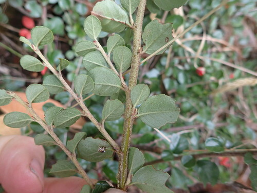 Cotoneaster hjelmqvistii