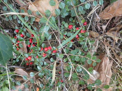 Cotoneaster hjelmqvistii