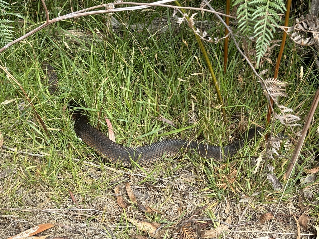 Lowlands Copperhead from The Briars, Mount Martha, VIC, AU on January ...