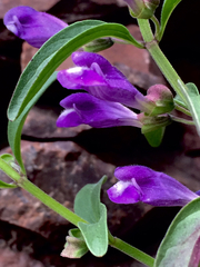 Scutellaria antirrhinoides