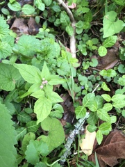 Valeriana pauciflora