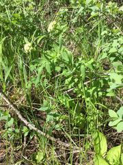 Valeriana occidentalis