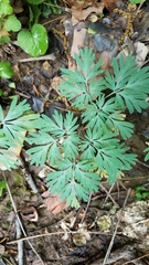 Dicentra cucullaria