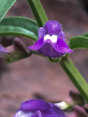 Scutellaria antirrhinoides