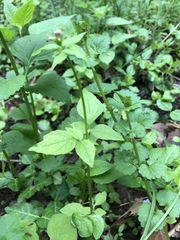 Valeriana pauciflora