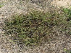 Thesium macrostachyum