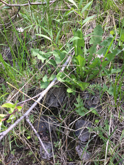 Lithophragma glabrum