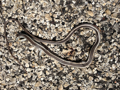 Masticophis taeniatus