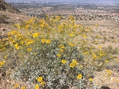 Encelia farinosa