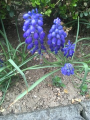 Muscari armeniacum