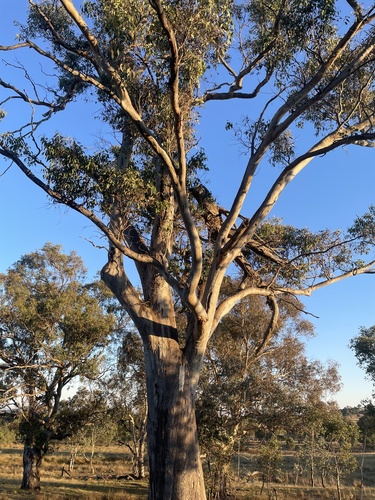 Eucalyptus blakelyi