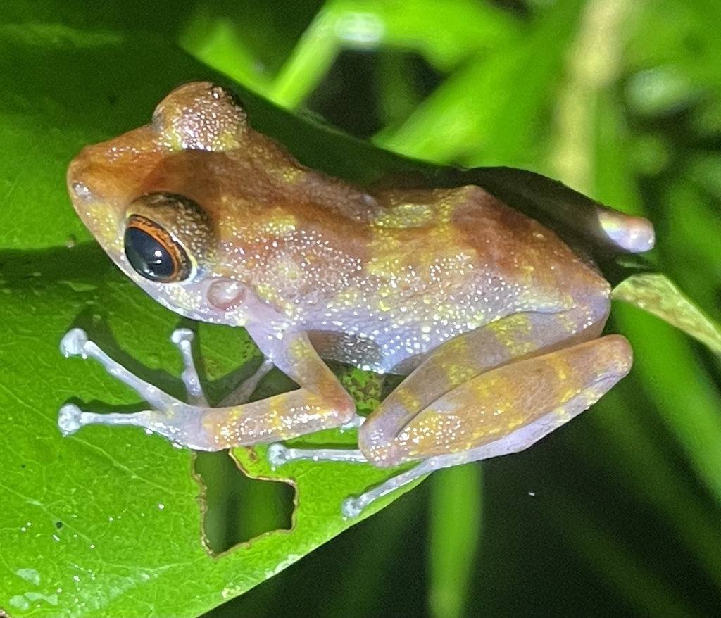 Gephyromantis