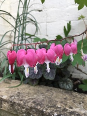 Lamprocapnos spectabilis