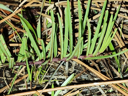 Image of Asclepias michauxii by (c) Scott Allen Davis, some rights reserved (CC BY)