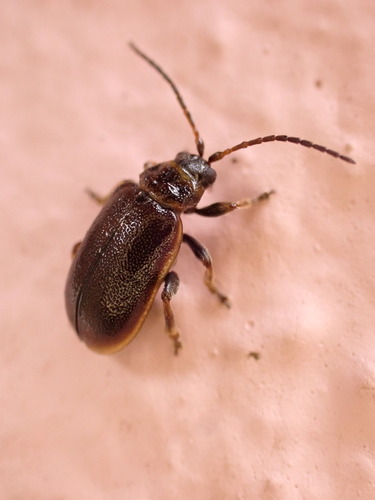Heather Beetle, photo 7 of 9