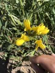 Thermopsis montana