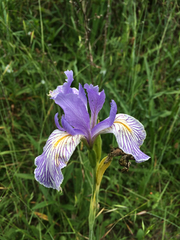 Iris longipetala