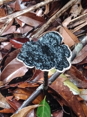 Sanguinoderma rugosum