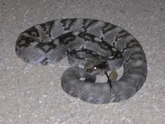 Crotalus ornatus