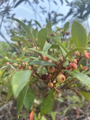 Ficus variolosa, photograph 5