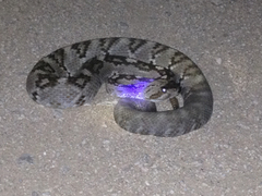 Crotalus ornatus