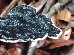 Sanguinoderma rugosum