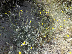 Eschscholzia minutiflora