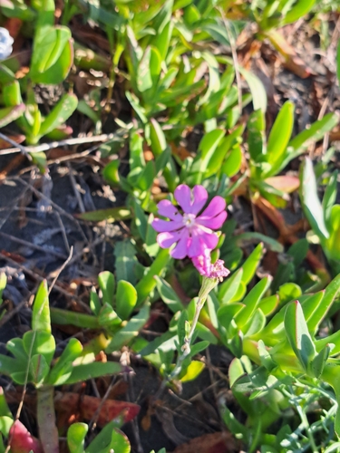 Mediterranean Catchfly