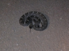 Crotalus ornatus