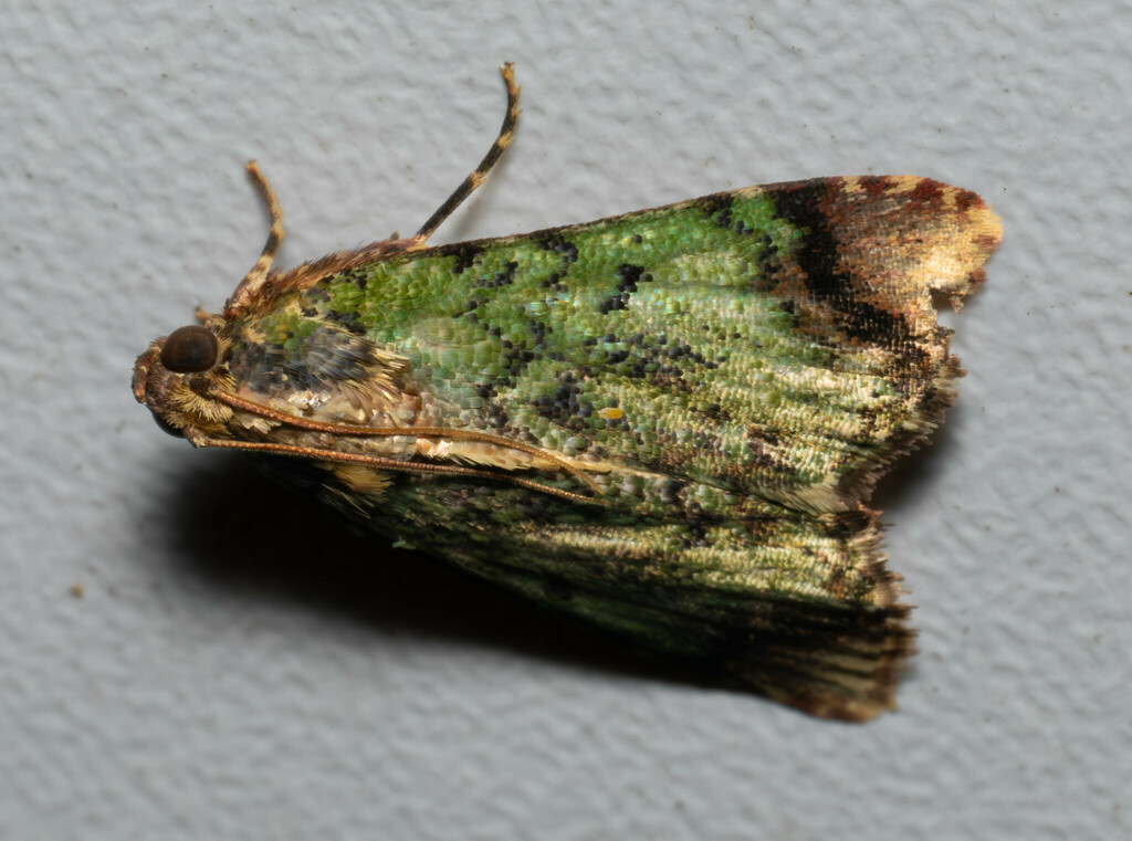 Michaelshaffera maidoa