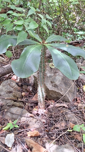 Euphorbia viguieri