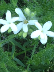 Triodanis
