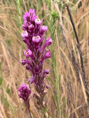 Castilleja densiflora gracilis