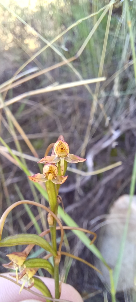 Disa salteri