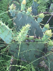 Triodanis
