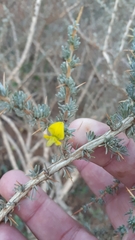 Aspalathus acanthophylla