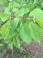 Prunus