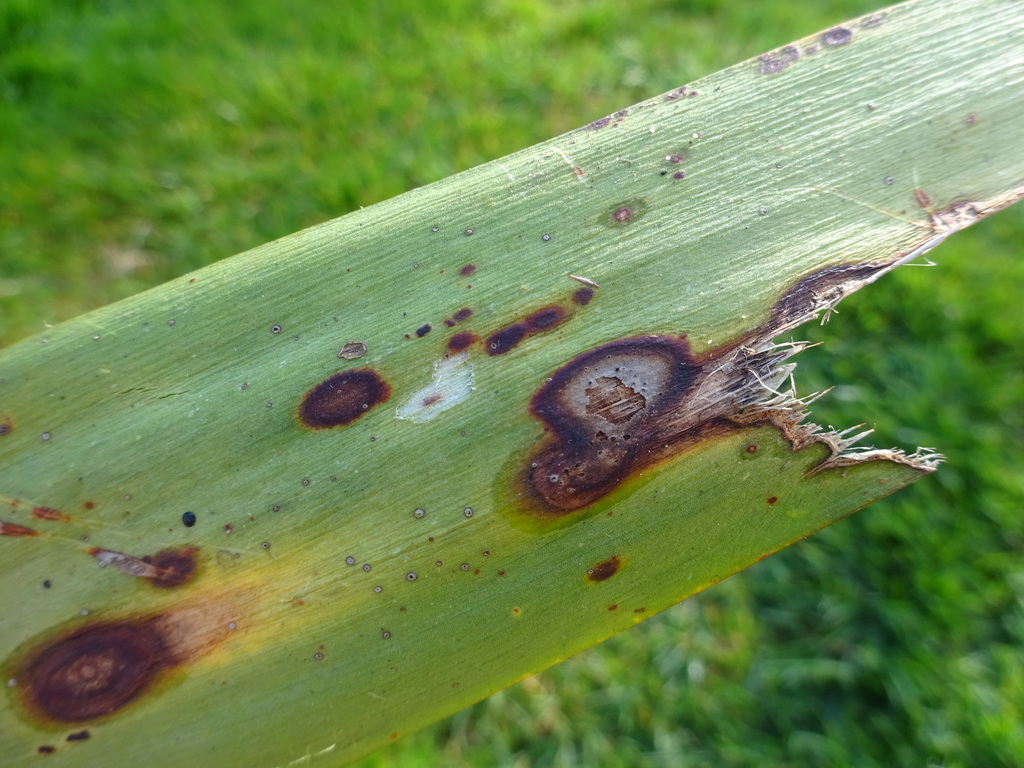 Yucca Leaf Spot