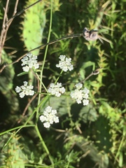 Triodanis