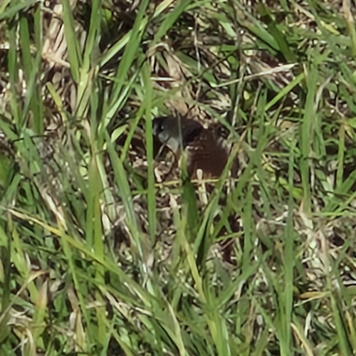 Tiger Snake sighting