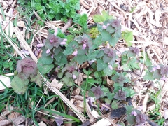 Lamium purpureum